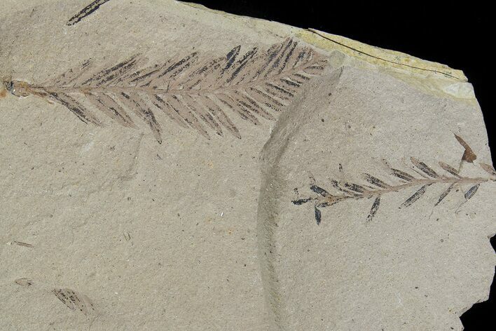 Metasequoia (Dawn Redwood) Fossil - Montana #79625